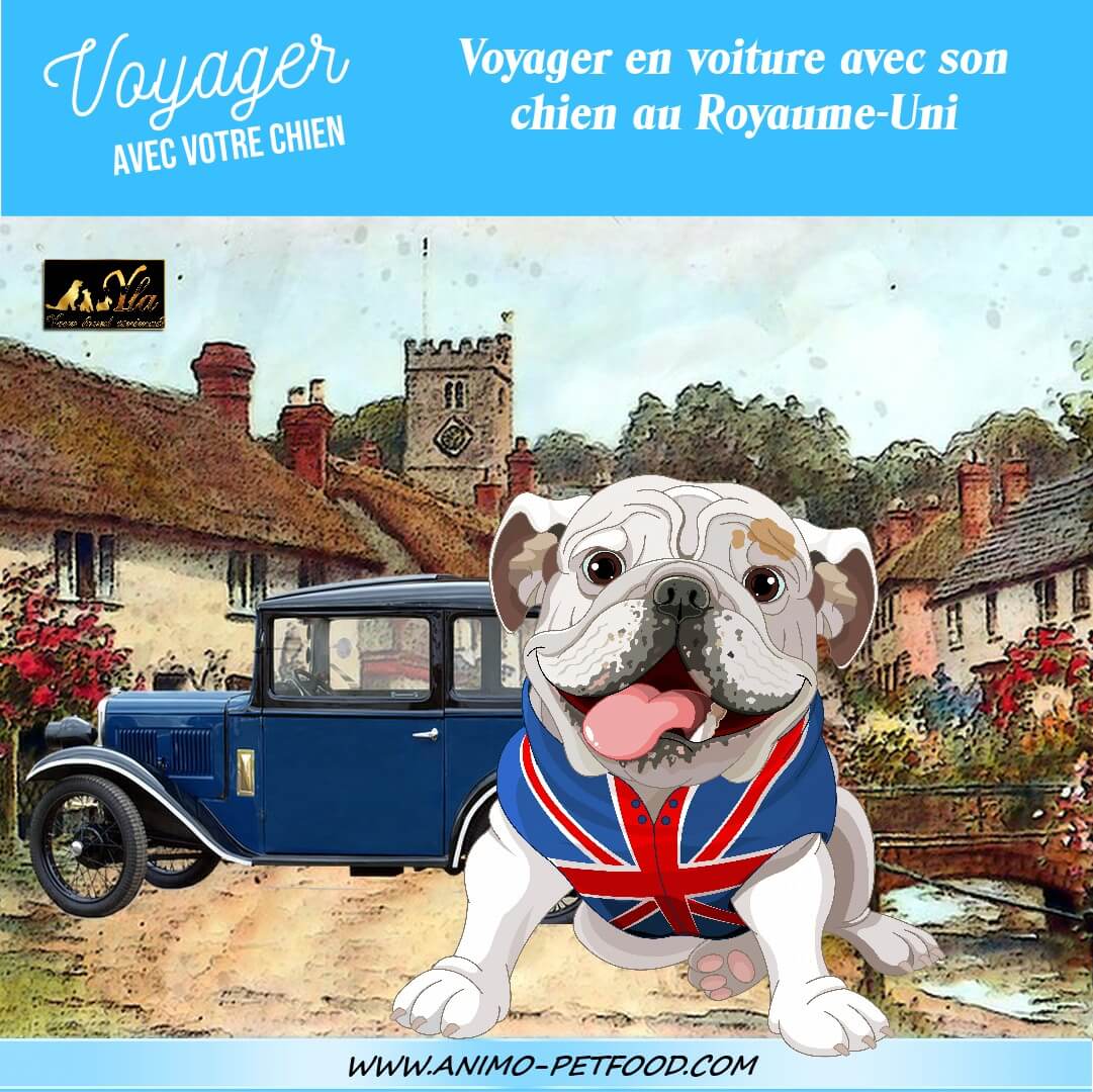 Voyager en voiture avec son chien au Royaume-Uni